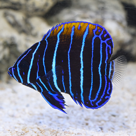 Blue Girdled Angelfish